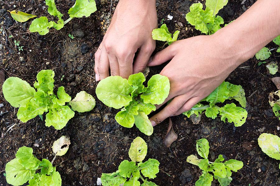 Agribusiness Insurance - View of Woman Planting Small Vegetable Plants in the Garden