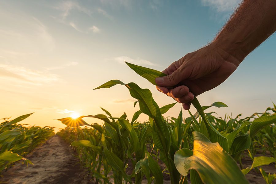 Crop Insurance - View of Farmer Touching His Corn Plants in the Field at Sunset