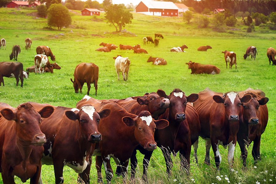 Livestock Mortality Insurance - Herd of Cows at Summer Green Field